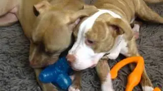 But I want THAT toy. Pit bull dogs share chew toys