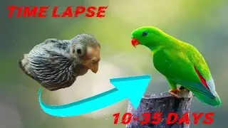 Vernal hanging parrot baby growth stages