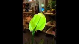 HTC ThunderBolt Video Test