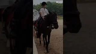 #horse #equestrian #coure #2024 #cheval #courge #pony
