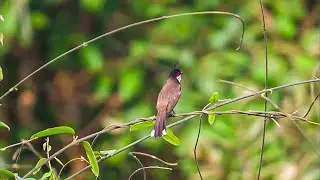 Red-whiskered bulbul Singing original Sound
