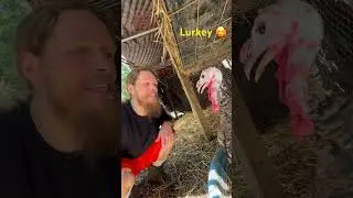Lurkey turkey is talking up a storm! #farmanimalsanctuary #turkey #talkingturkey
