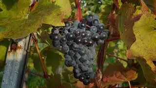 A walk through the vineyards in Vienna. Neustift am Walde