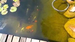 oczko wodne filtr keramzytowy