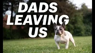 I'm Leaving My Frenchies Behind | Dog Vlog