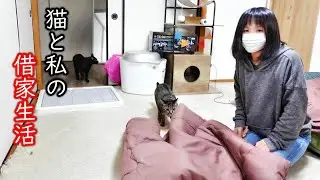 意味もなく噛みつくクロと新たな破壊神！