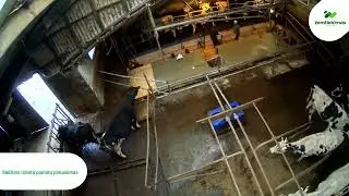 Dviejų robotų GEA Dairy Robot R9500 Multibox sistema - Žemtiekimas