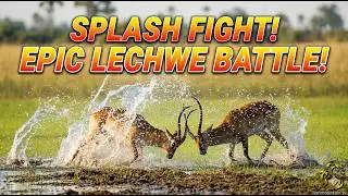 Battling Antelopes Create Epic Splash Fight in African Wetlands