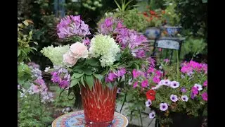 Cleome spider plant flower ll Flower Arrangement ll Backyard Roses ll 醉蝶花蜘蛛植物花與插花 ll 792