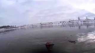 2 леща на отводной поводок река Тура рыбалка