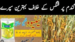 Gandum per fungus ka spray || Nativo spray on wheat crop