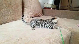 Антар