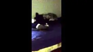 Crazy Abby cat
