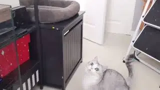let's play! #fetchcat #letsplay #quarantinelife #enjoytimewiththecat #munchkincat #catsoftiktok #cat