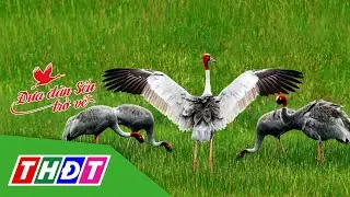 H&agrave;nh tr&igrave;nh đưa đ&agrave;n sếu trở về | THDT