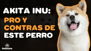 AKITA INU : VENTAJAS Y DESVENTAJAS DE TENER UN