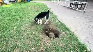 Por & Jero destroyed the grass!#anmals #anmals #pet #animallife #cat #animal #animal 