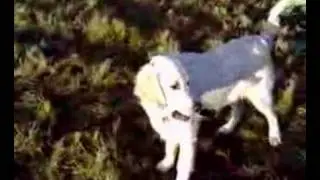 Golden Non-retriever