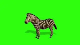 Zebra Green Screen keying Zebra Wild Animal walking composite Video | Extreme Footage