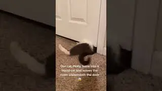 flexibility of cat | cat videos | funny videos | cat | pet | animal | love