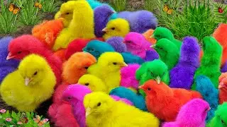 Tangkap Ayam Lucu, ayam warna warni, ayam rainbow, kelinci lucu, bebek lucu, ikan koi, Hewan Lucu