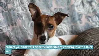 7 Tips for Pet-Friendly Interior