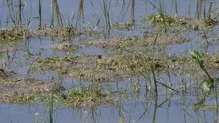 Western Yellow Wagtail (Motacilla flava feldegg) - Herzegovina