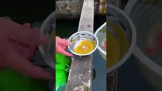 The whole process of artificial goldfish breeding. You can help next time.#koi #fish #goldfish