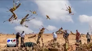 Invazie de lăcuste &icirc;n Africa | Mapamond creștin