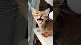 🤣 cause we love them! Abyssinian cat chirping and making sounds #abyssinian #catlover #asmr #meow