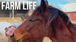 Уютные зимние дни на маленькой ферме