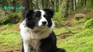 Herding Group AKC