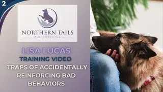 Dog Training video with Lisa Lucas | Traps to Accidentally Reinforcing Bad Behaviors | No 2