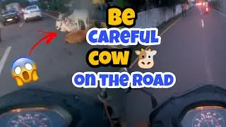 Be careful cow 🐮 on the road 🛣️