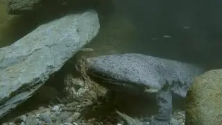 Male Chinese giant salamander impresses female with tenderness for reproduction
