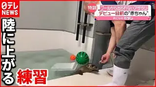 【もうひとふんばり！】デビュー目前…赤ちゃんアザラシの“訓練”  大阪・海遊館