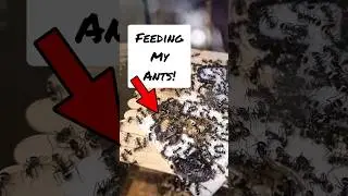 Feeding my BIG ant colonies!