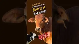 Vet Surgeon Se Seekho Pashuon Ki Real Health Tips #shorts#veterinarymedicine#vetlife#petcare