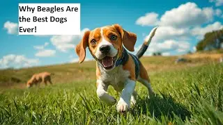 Beagle Dog Fun Facts, Unique Traits & Essential Care Tips!
