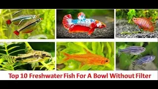 Top 10 Freshwater Fish For A Bowl Without Filter