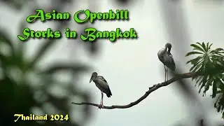 Asian Openbill Stork in Bangkok, Thailand 2024: นกปากห่างในกรุงเทพฯ