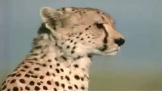 Wild leopard the most hunter full india nIncredible footage of leopard behaviour during impala kill