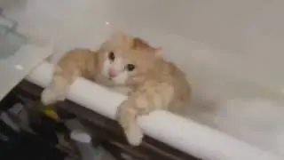 Too fat to move! A funny cat compilation