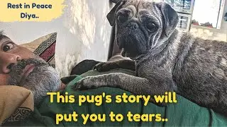 Goodbye Diya! Senior pug's story will put you to tears..