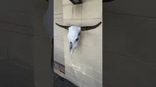 Bull&rsquo;s Skull 4/20/24
