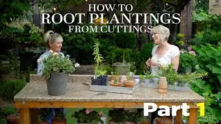🌱 HOW TO PROPAGATE Plants from Cuttings Part 1🌱 | Linda Vater