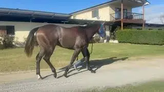 Royal Mover stable parade 2