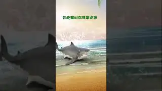 Funny Shark - Creative Inventions Shark Video