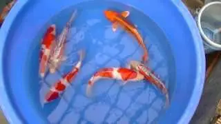 Tomezo high quality nisai mix