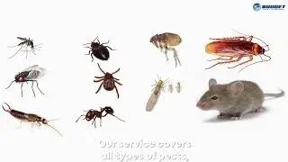 Affordable Budget Pest Critter Rodent Control Exterminator services Pittsburgh PA